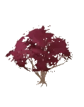Tree Maple Japanese Tweak Eight