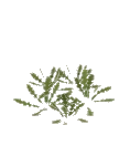 Weed Weed Thistle
