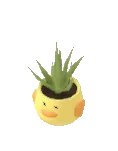 Aloe Vera Bitkisi