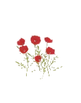 Flower Poppy