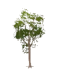 Tree Poplar