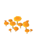 Mushroom Pine
