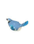 Misc Bird1