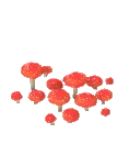 Mushroom Fly Agaric