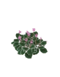 Flower Cyclamen