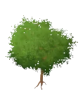 Jabłoń