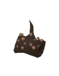 Shiitake