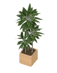Dracaena