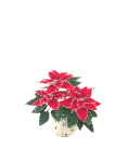 Holidays Poinsettia
