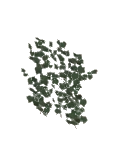 Vine Ivy Hedera Helix