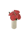 Plant Rose