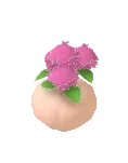 Plant Hydrangea