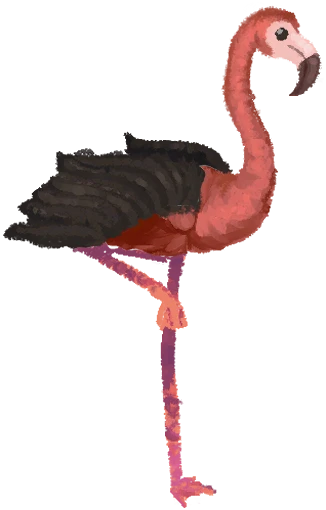 Flamingo
