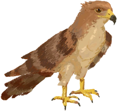 Hawk