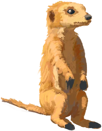 Meerkat