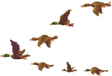 Migrating Ducks