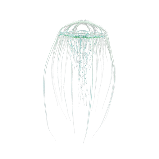 Cnidaria