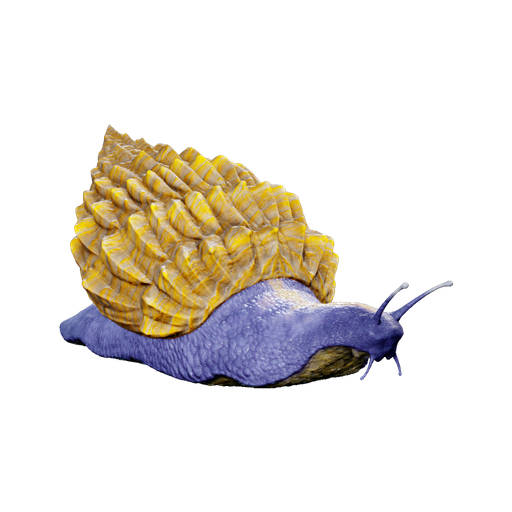 Achatina