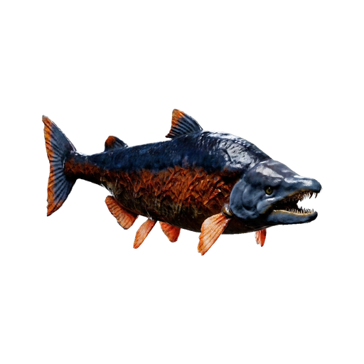 Sabertooth Salmon