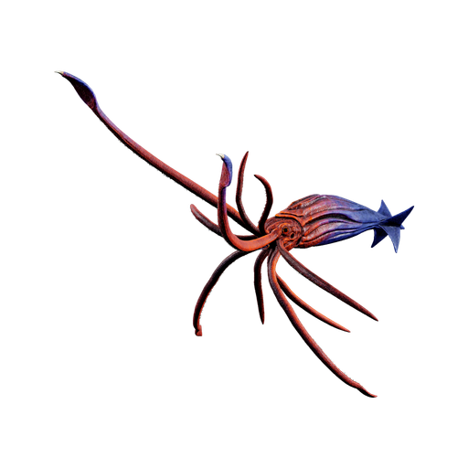 Tusoteuthis