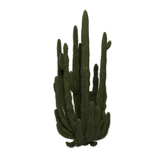 茅草资源点 - OrganPipeCactus
