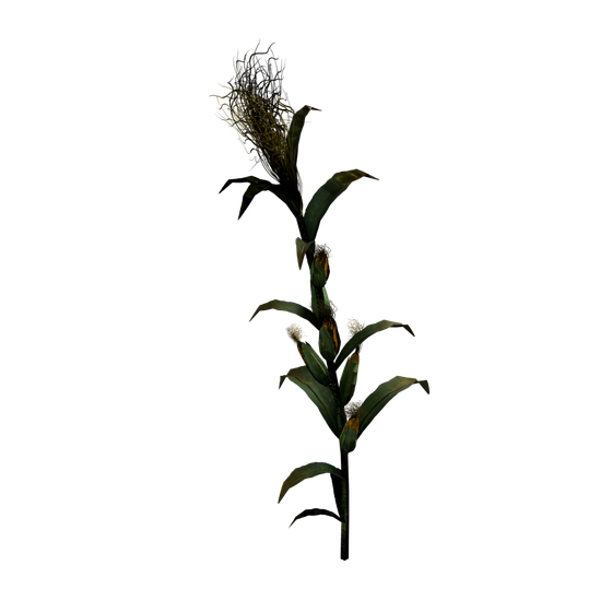 Longrass node - CornPlantLarge SM