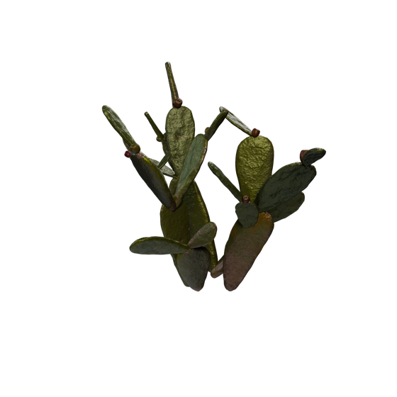 Cactus Sap node - PricklyPear