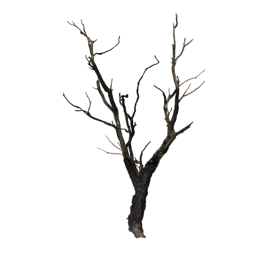 Wood node - BurnedTree 01