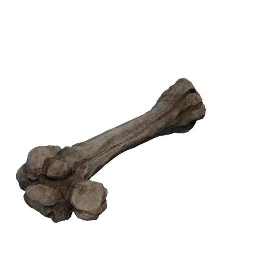 Nodo di Sale grezzo - Bones 1