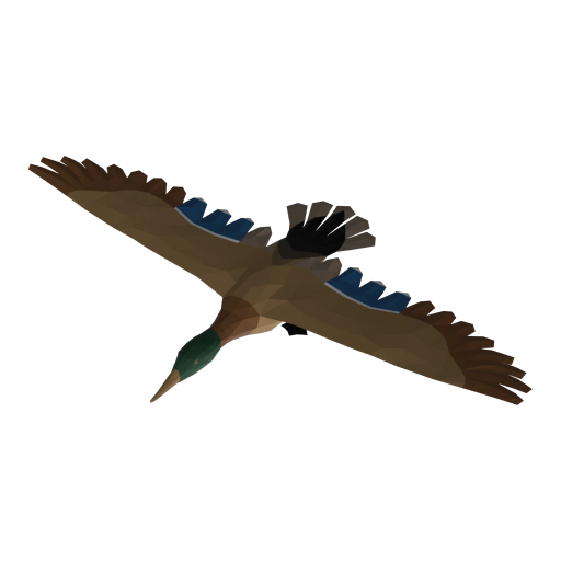 Anatra castana maschio