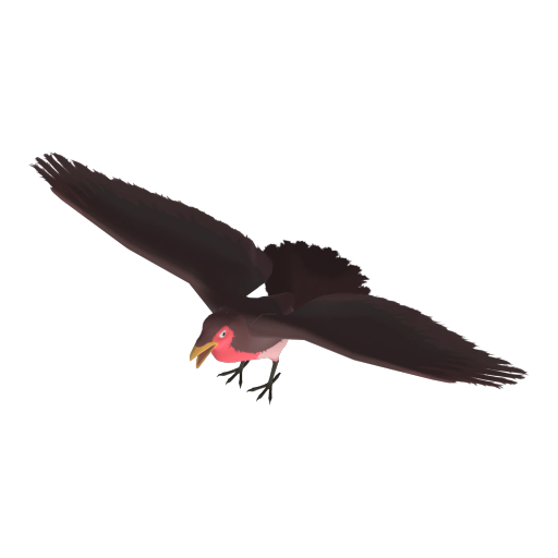 Robin Red