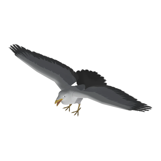 Seagull