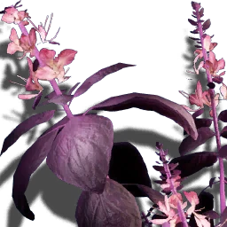 暗色藥草