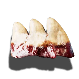 Snapper's teeth