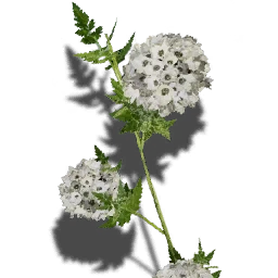Widow's Veil