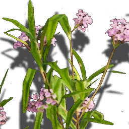 治療草藥