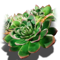 Oak Leaf