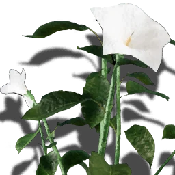 솔라나세아
