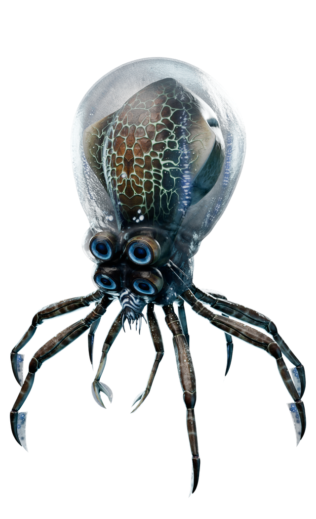 Krab olihňový