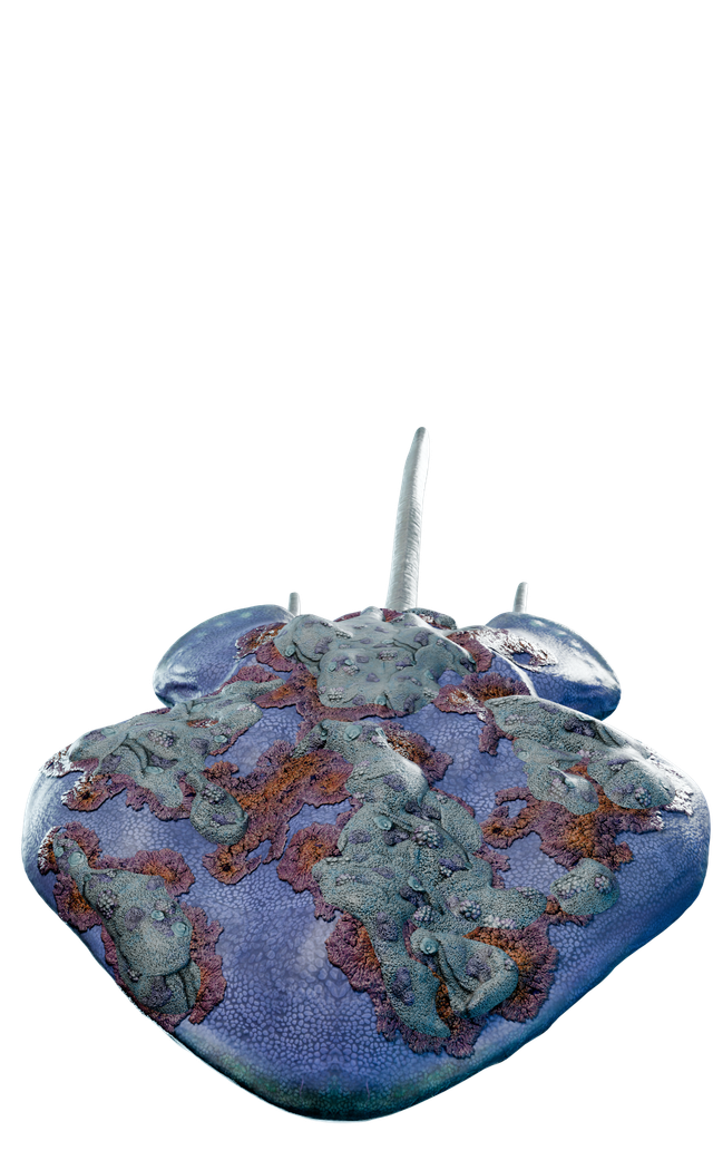 Reefback