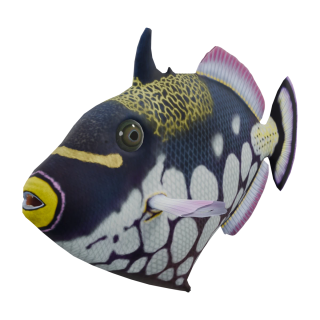Leopard-Drückerfische