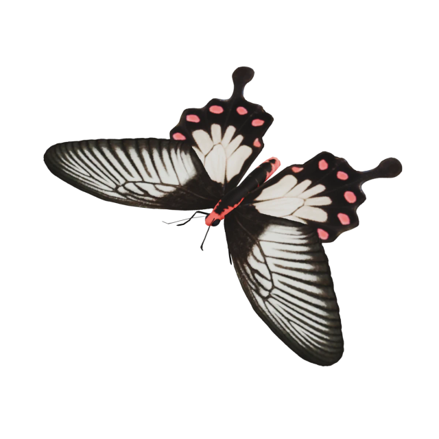 Pachliopta jophon