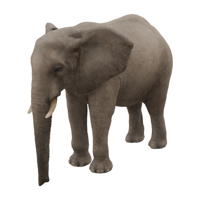 African Savannah Elephant