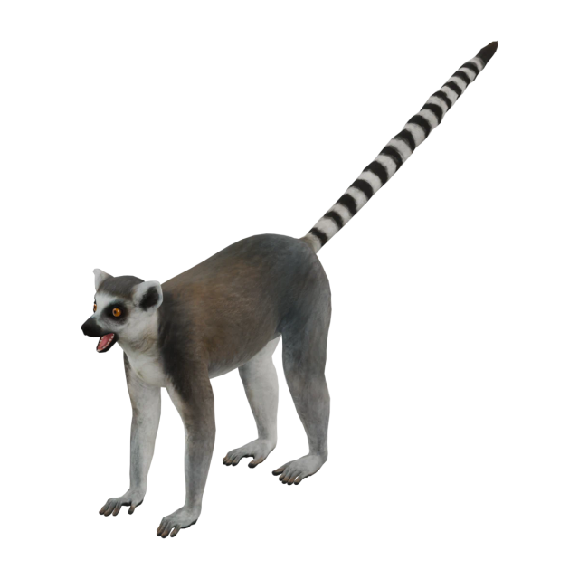 环尾狐猴