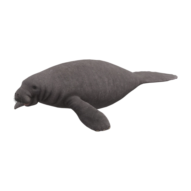 Lamantin des Caraïbes