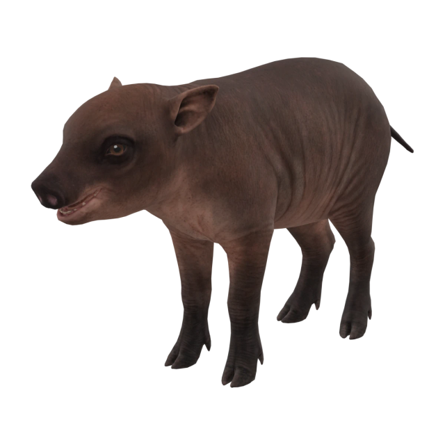 North Sulawesi Babirusa
