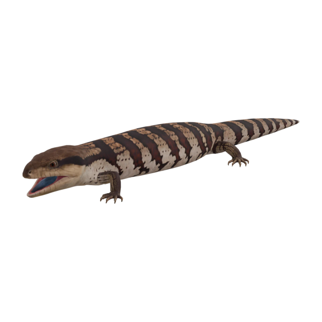 Scynk olbrzymi