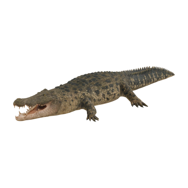 Crocodile marin