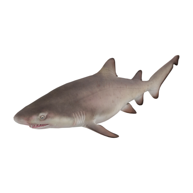 Sand Tiger Shark