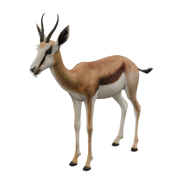 Springbok